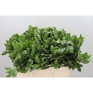 Pittosporum Ilan (isr)