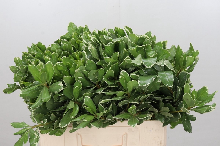 Pittosporum Ilan (isr)