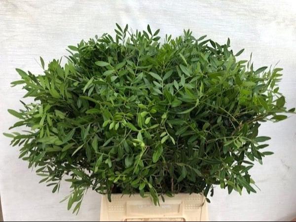 <h4>PISTACIA BLAD</h4>
