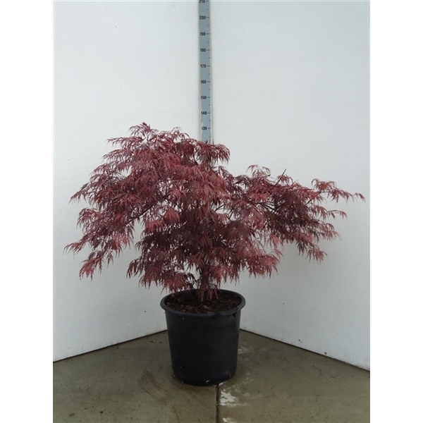 <h4>Acer pal. garnet</h4>
