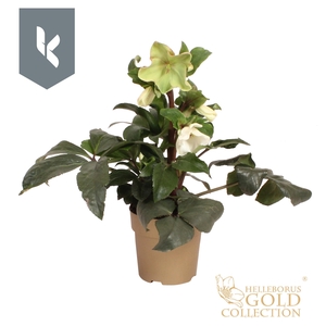 HGC Helleborus Ice N' Roses White in goud