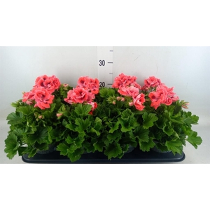 Pelargonium gran.   ..