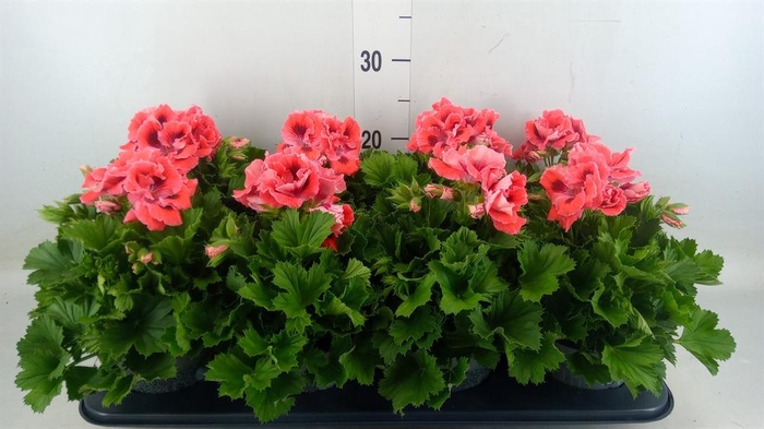 <h4>Pelargonium gran. ..</h4>