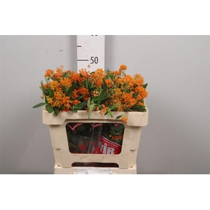 Ascl Tuberosa
