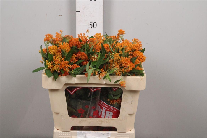 <h4>Ascl Tuberosa</h4>