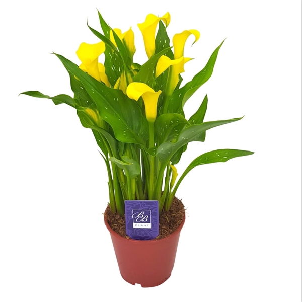 <h4>Zantedeschia Sunclub</h4>