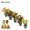 Aglaonema special mix 12 cm (Decorum)