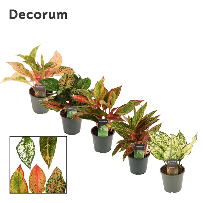 <h4>Aglaonema special mix 12 cm (Decorum)</h4>