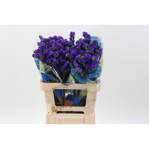 Lim S Crystal Dark Blue