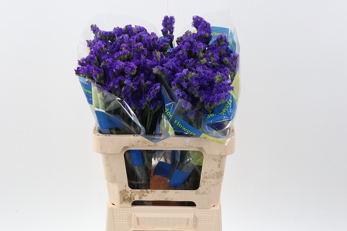 <h4>Lim S Crystal Dark Blue</h4>