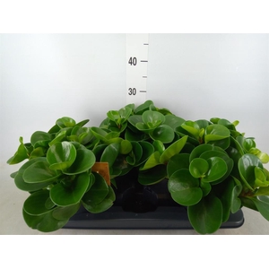 Peperomia obt. 'Green Gold'