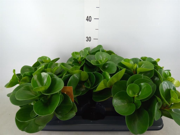 <h4>Peperomia obt. 'Green Gold'</h4>