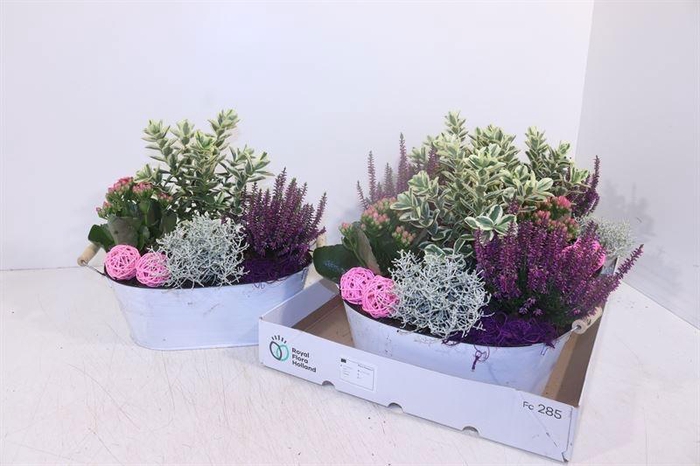 <h4>ARR TUINPLANTEN</h4>