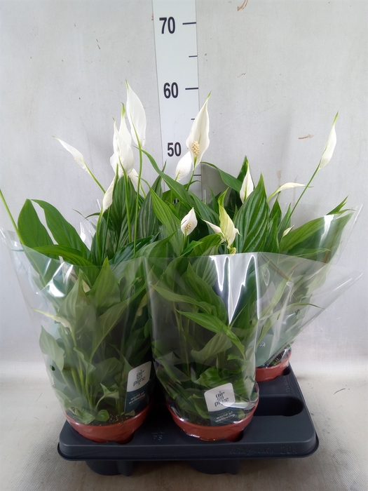 <h4>Spathiphyllum  'Pearl Cupido'</h4>
