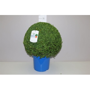 Buxus Semp Bol 50cm Jeans Of Garden
