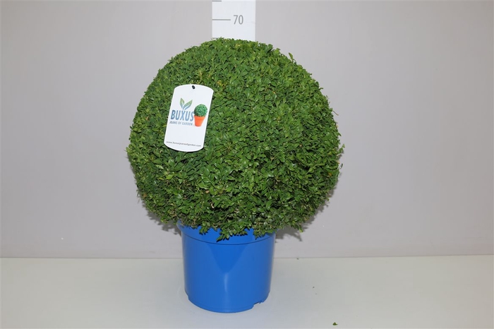 <h4>Buxus Semp Bol 50cm Jeans Of Garden</h4>