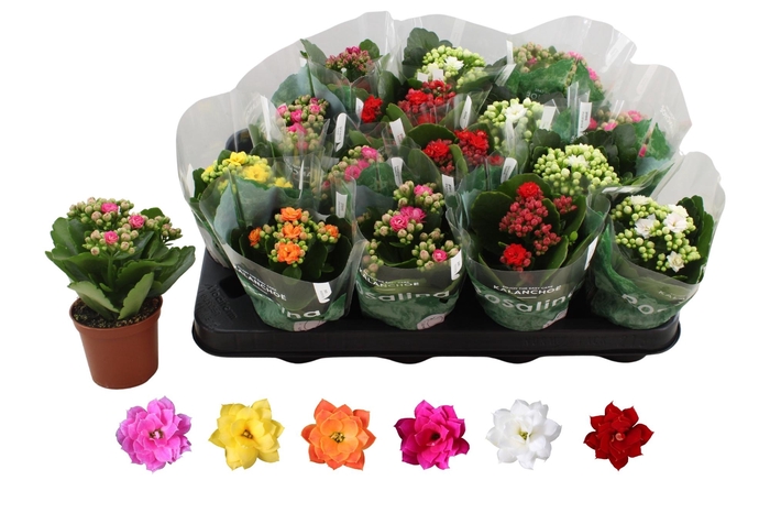 <h4>KAL GE RO GEM 6 KL</h4>