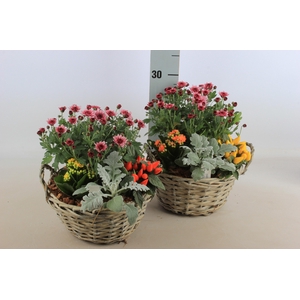 ARR TUINPLANTEN