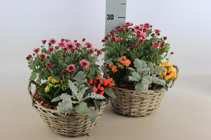 <h4>ARR TUINPLANTEN</h4>