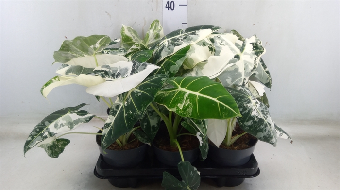<h4>Alocasia   ...</h4>