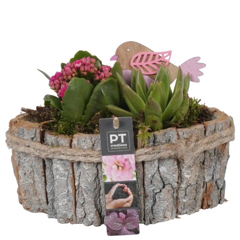 <h4>PTIB7590 Arrangementen kamerplanten</h4>