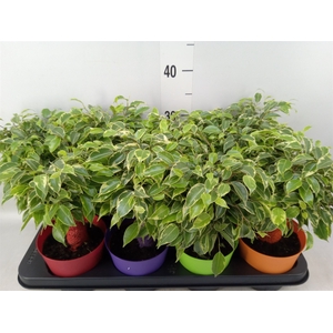 Ficus benja. 'Kinky'
