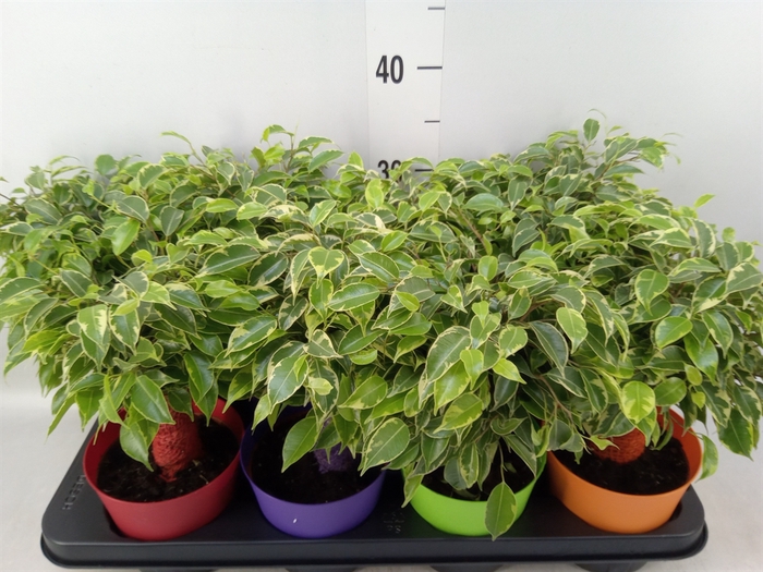 <h4>Ficus benja. 'Kinky'</h4>