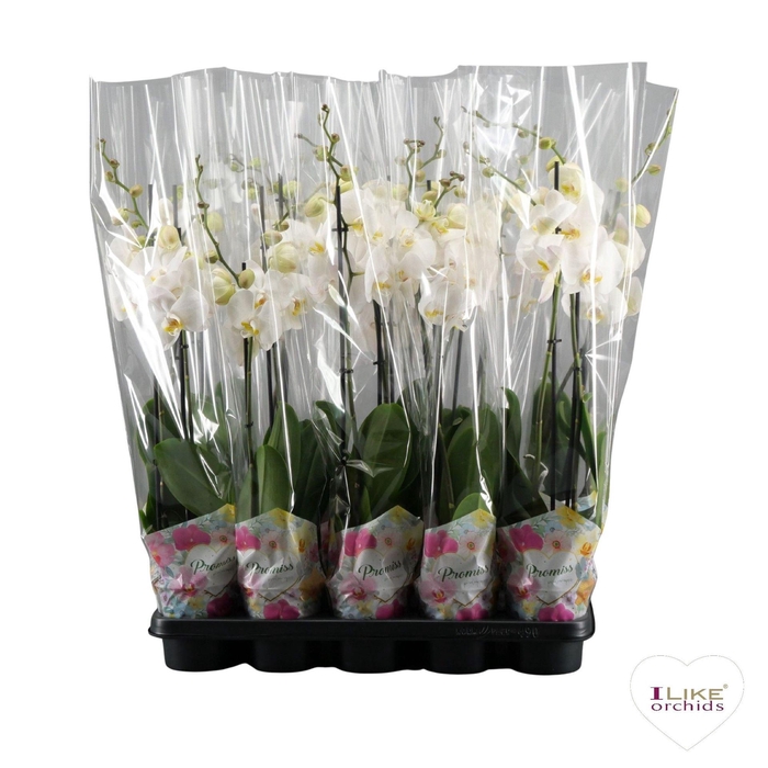 <h4>Phalaenopsis   ...white</h4>