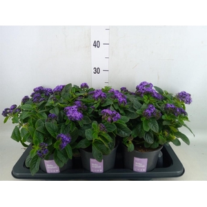 Heliotropium arbor. 'Nautilus Blue'