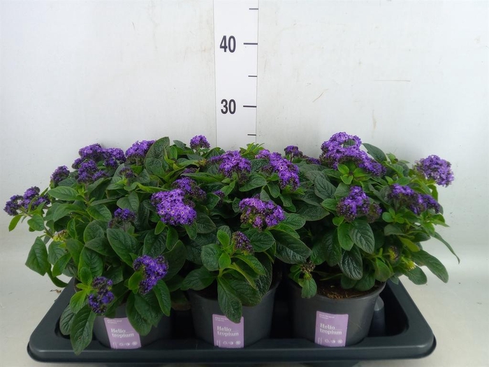 <h4>Heliotropium arbor. 'Nautilus Blue'</h4>