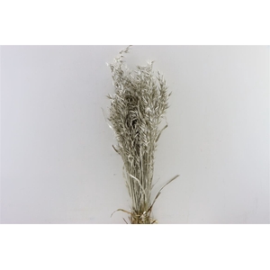 Dried Avena Platina Bunch