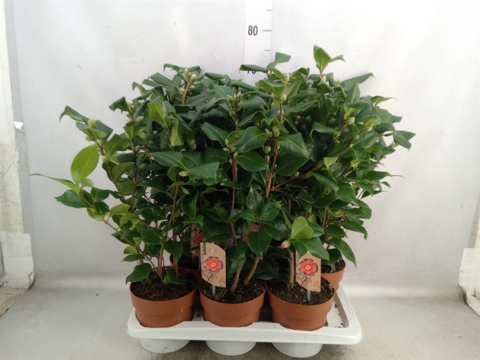 <h4>Camellia japonica 'Dr King'</h4>