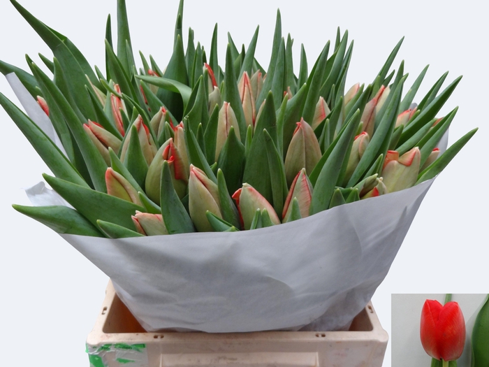 <h4>TU EN RED PRIDE</h4>