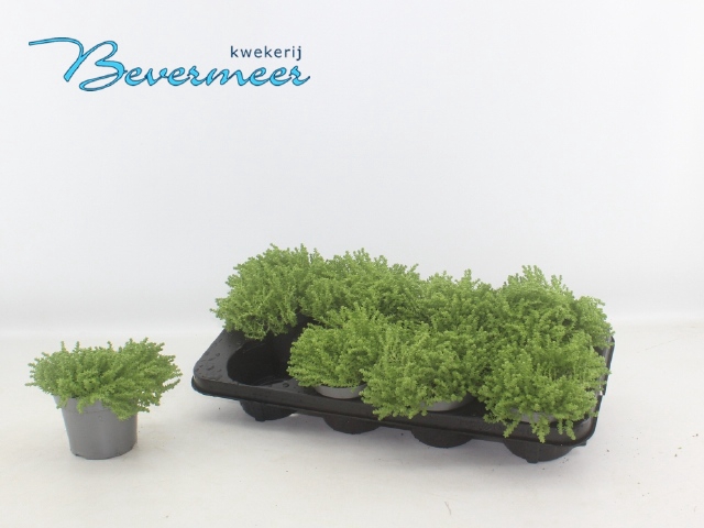 SEDUM OV