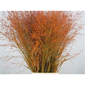 Panicum Warrior Oranje