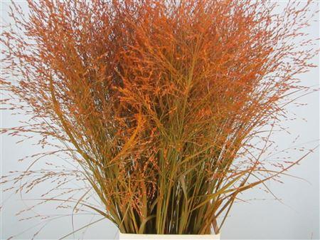 <h4>Panicum Warrior Oranje</h4>