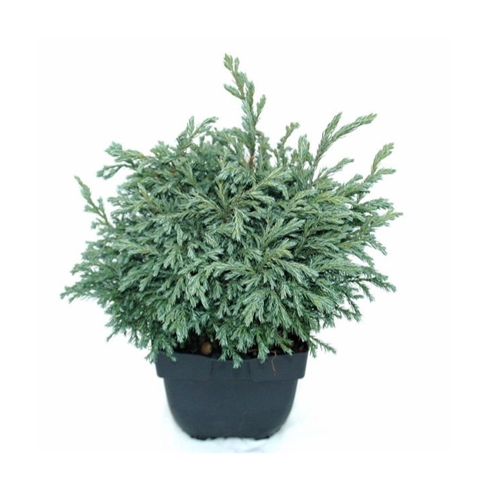 <h4>Chamaecyparis pisifera 'Baby Blue' P17</h4>