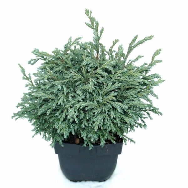 <h4>Chamaecyparis pisifera 'Baby Blue' P17</h4>