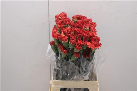 <h4>Di St Alhambra</h4>