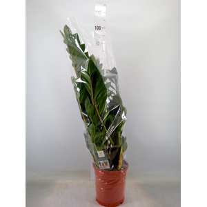 Zamioculcas zamiifolia