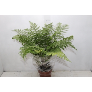 ASPLENIUM PARVATI P17