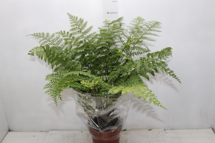 <h4>ASPLENIUM PARVATI P17</h4>