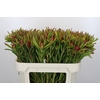 Leucadendron Ayoba Cherry Pearl