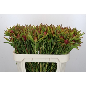 Leucadendron Ayoba Cherry Pearl