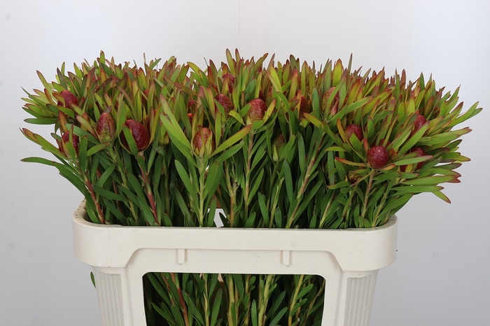 Leucadendron Ayoba Cherry Pearl