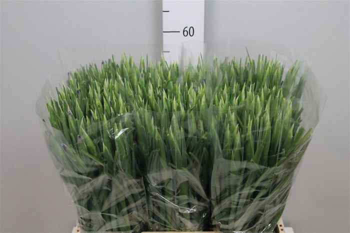 <h4>Iris Blue Magic</h4>