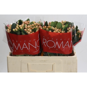 Hypericum Mellow Romance