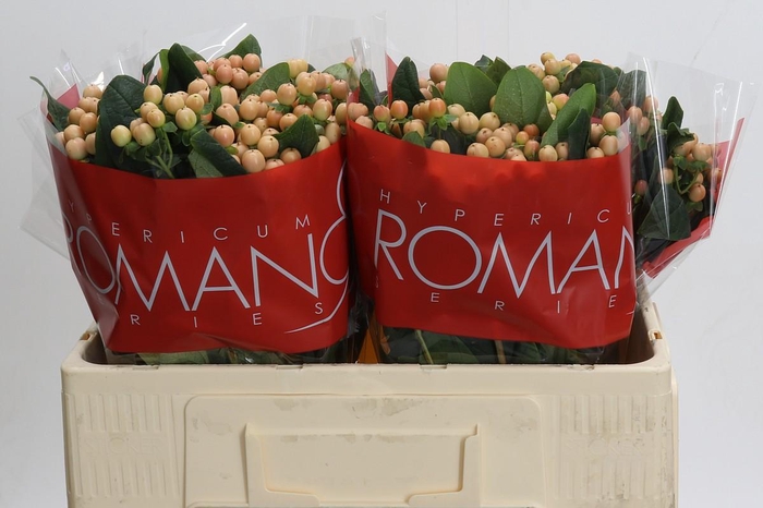 Hypericum Mellow Romance