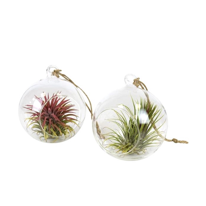 <h4>Tillandsia glas hangbol medium</h4>