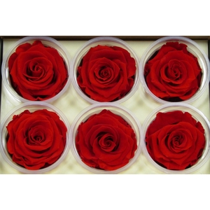 R Prs Red Passionate